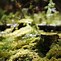 Image result for Rock with Moss On Top