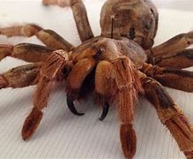 Image result for Red Goliath Bird Eating Spider