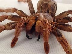 Image result for Biggest Goliath Bird Eating Spider