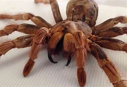 Image result for Goliath Spider Compared to Human