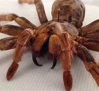 Image result for Big Spider Tarantula