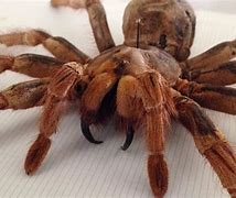 Image result for Goliath Huntsman Spider
