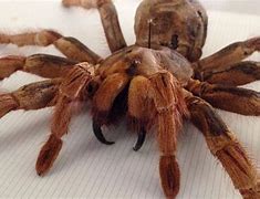 Image result for Biggest Goliath Birdeater Spider