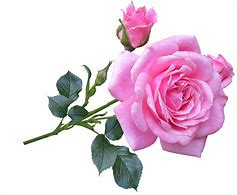 Image result for Single Pink Rose Transparent