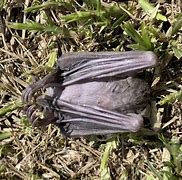 Image result for Dead Bat