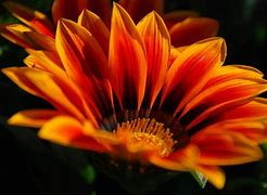 Image result for Orange Flowers Amazing