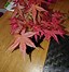 Image result for Acer palmatum Deshojo