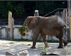 Image result for co_oznacza_zoo_vienna