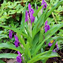 Image result for Roscoea purpurea Twin Towers