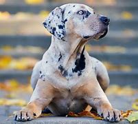 Image result for Awesome Dog 2