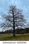 Image result for White Oak Tree 100 Year Old