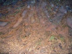 Image result for squelch