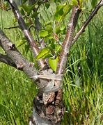 Image result for Broken Apple Tree Branch