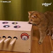 Image result for He Molehouse Cat