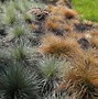 Carex comans Bronze Form に対する画像結果