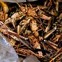 Image result for Insect Food