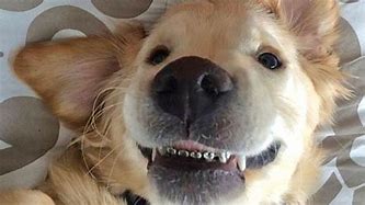 Image result for Dog with Braces Meme