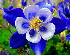 Image result for Beautiful Navy Blue Flowers