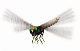 Image result for Biggest Insect in History