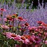 Image result for Echinacea purpurea Ruby Giant