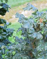 Image result for Quercus cerris Curly Head PBR