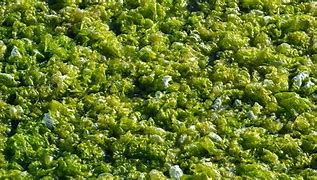Image result for alguese