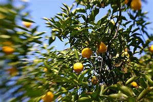 Image result for Chinese Lemon Tree