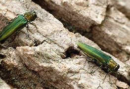 Image result for Rampuria Insect