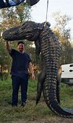 Image result for The Biggest Crocodile Ever Found in the USA