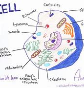 Image result for 1 Cellular Biology