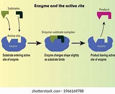 Image result for Diagram of Enzyme and Substrate