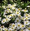 Image result for Aster ageratoides Starshine ®