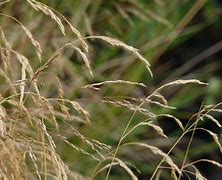 Image result for DESCHAMPSIA GOLDSCHLEIER