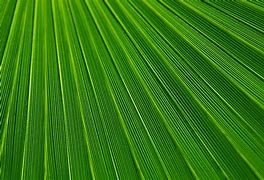 Image result for Palm Tree Leaf Texture