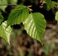 Image result for White Paper Birch Tree Pacific North West