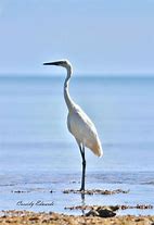 Image result for 4X6 Bird