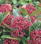 Image result for Skimmia japonica Dwarf