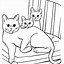 Image result for Cutest Cat Om World