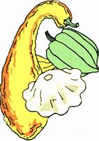Image result for Squash Vegetable Clip Art