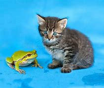 Image result for Cat Smiling at Frog