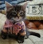 Image result for Kittens in Clothes