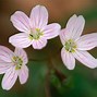 Image result for Early Spring Flowers Perennials