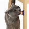 Image result for Catnip Ball Stick On Wall