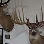 Image result for 120 Inch Buck
