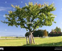 Image result for Scenery Apple Tree