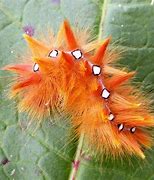 Image result for Caterpillar Idler