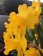 Image result for Narcissus Dutch Master