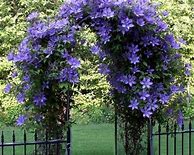 Image result for Climbing Plants for Fences