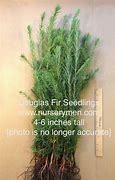 Image result for Buy Douglas Fir Tree Seedlings