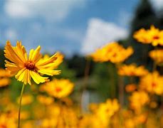 Image result for Naturally Yellow Things